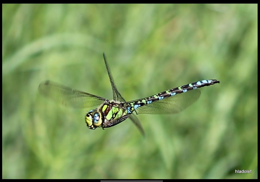 Anax imperator<br />Foceno-Canon EF 100mm/1:2,8 USM Macro Objektiv (58 mm Filtergewinde)