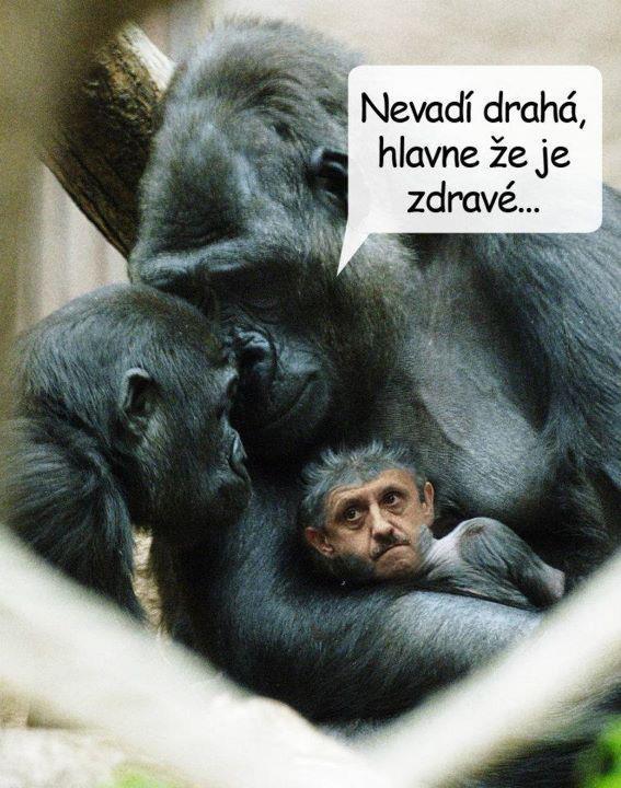 vťip GORILA.jpg