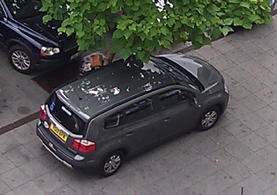 orel_anglan2.jpg