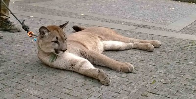 Puma_daewoo.jpg