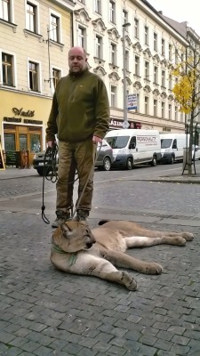 Puma_daewoo_1.jpg