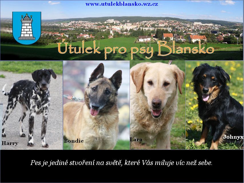 tulek Blansko 1.jpg